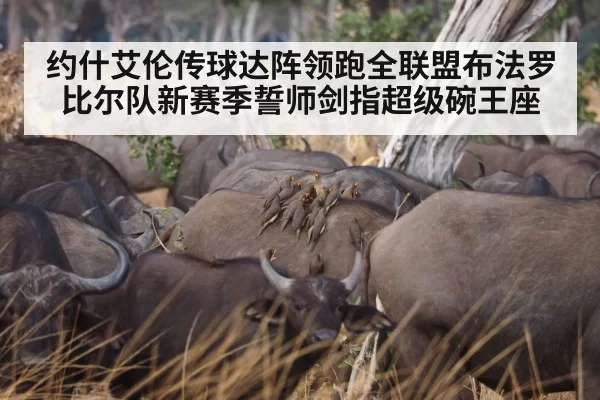 约什艾伦传球达阵领跑全联盟布法罗比尔队新赛季誓师剑指超级碗王座